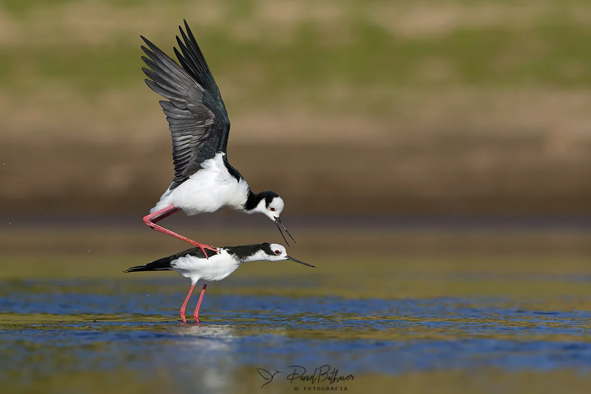 tero-real copula Calamuchitaenlinea