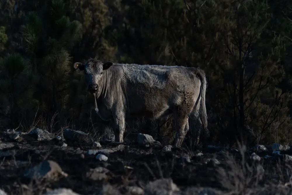 Foto: Sebastián Gil Miranda 