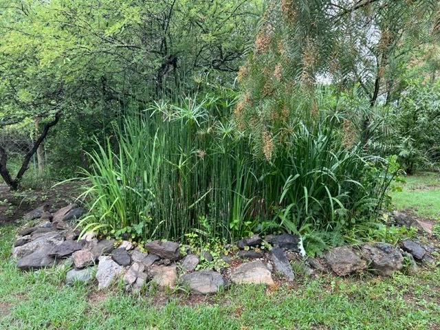 fitodepuradora conmark
