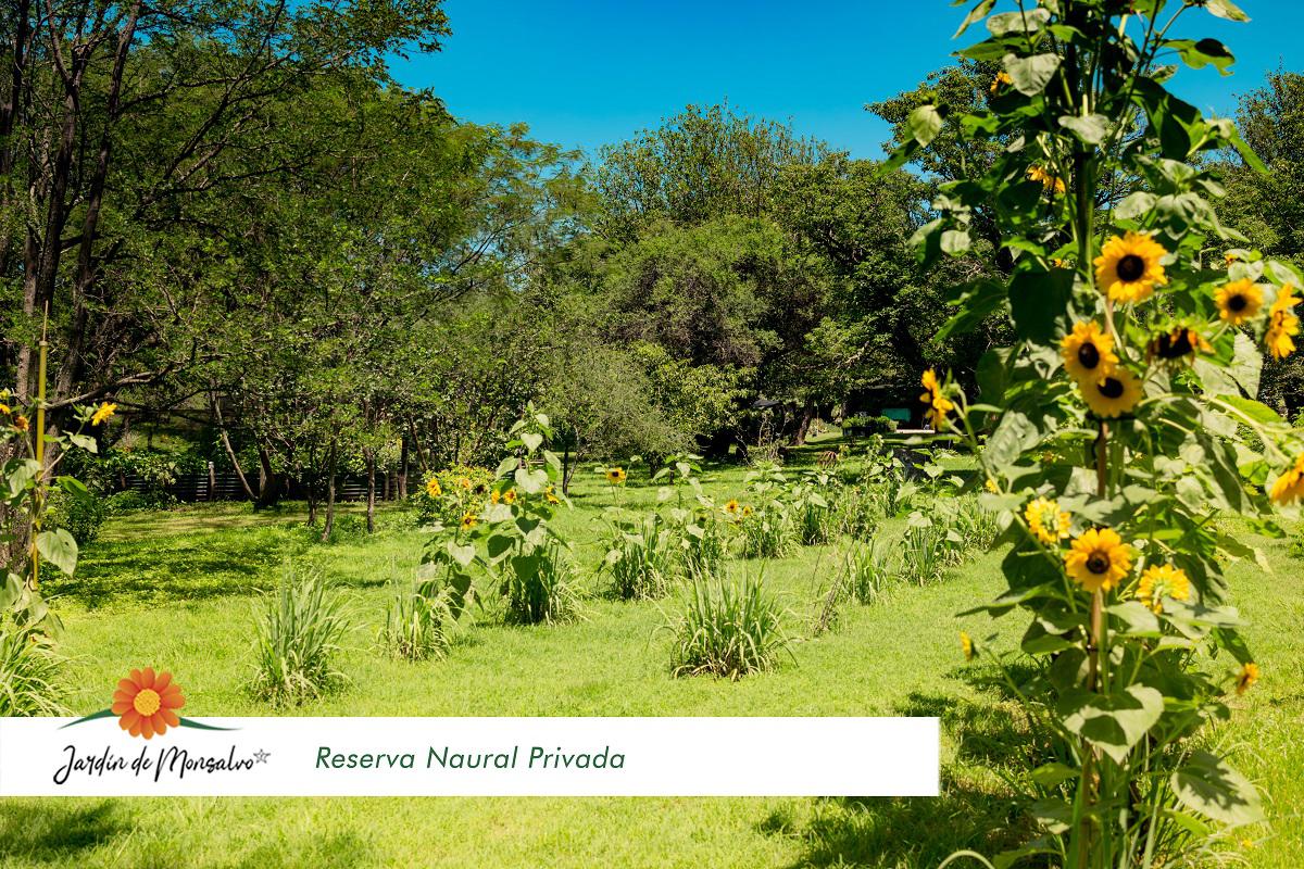1 lemon y girasoles jardin de monsalvo calamuchita