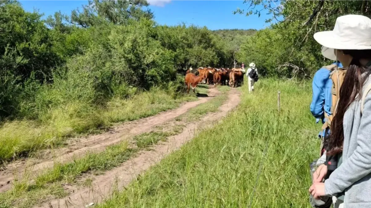 regenerativapostacalma1