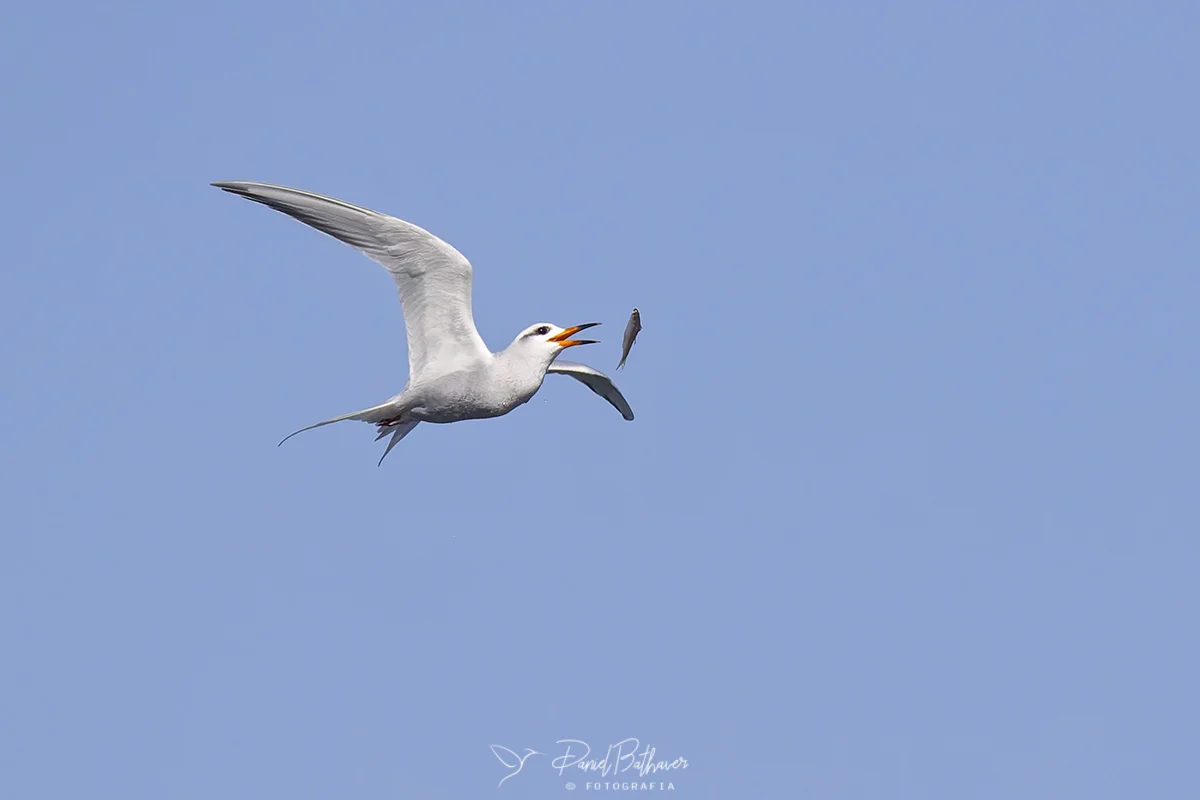 gaviotin-lagunero Calamuchitaenlinea