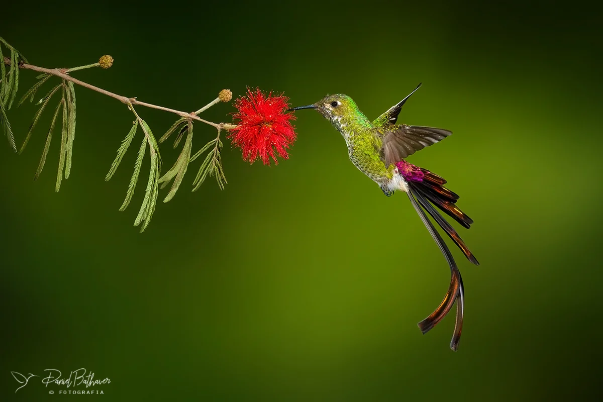 picaflor cometa Calamuchitaenlinea