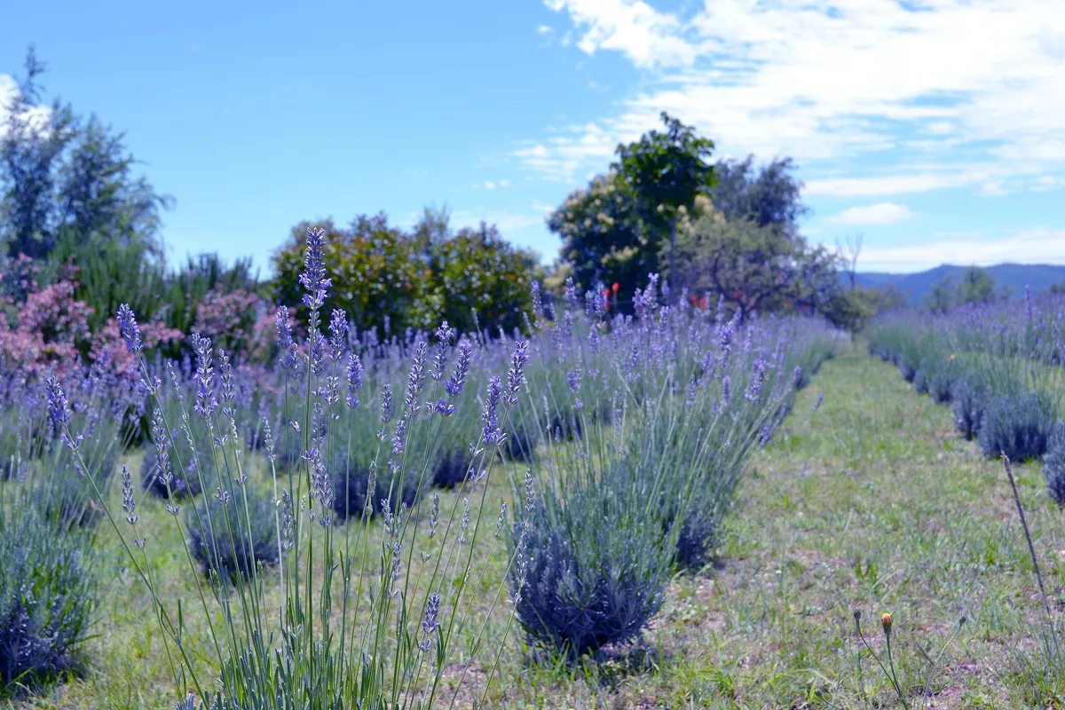 Cultivo de lavandas en Los Reartes - Islavanda (1)