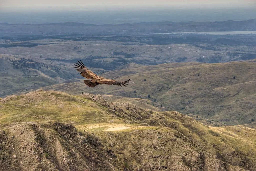 parque condor