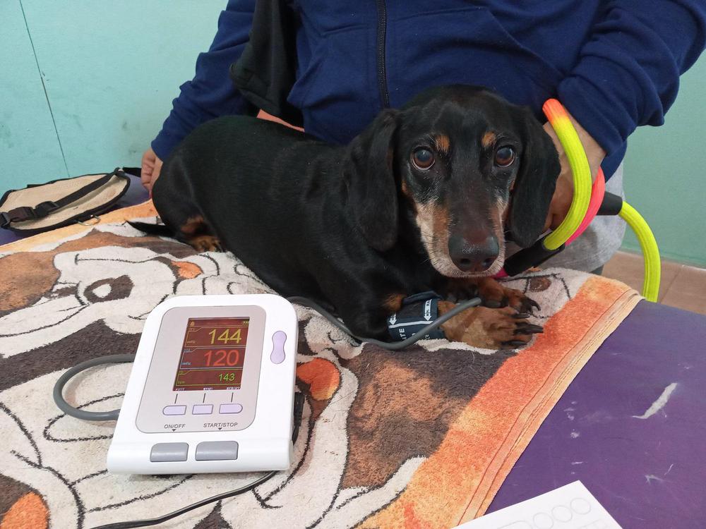 Perros ancianos: porque es importante la salud preventiva Perros ancianos: porque es importante la salud preventiva Foto: Medivet Villa General Belgrano