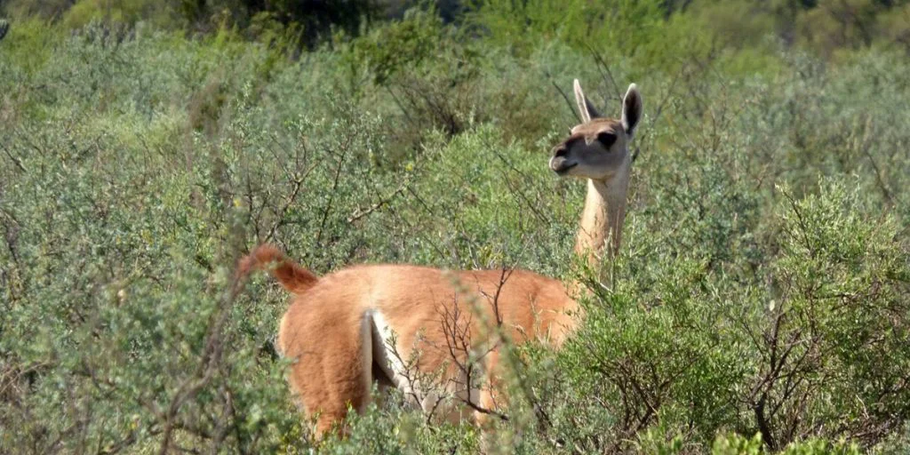 categorzacion-de-vertebrados-1024x512