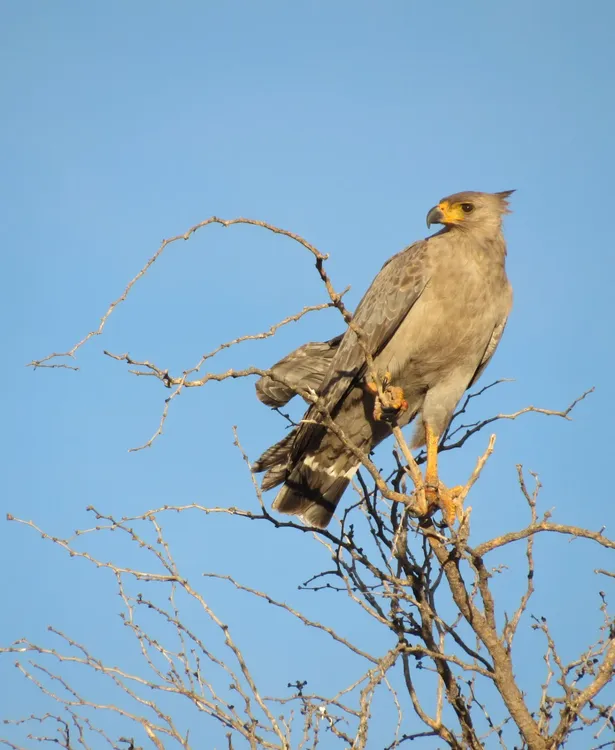 aguila coronada
