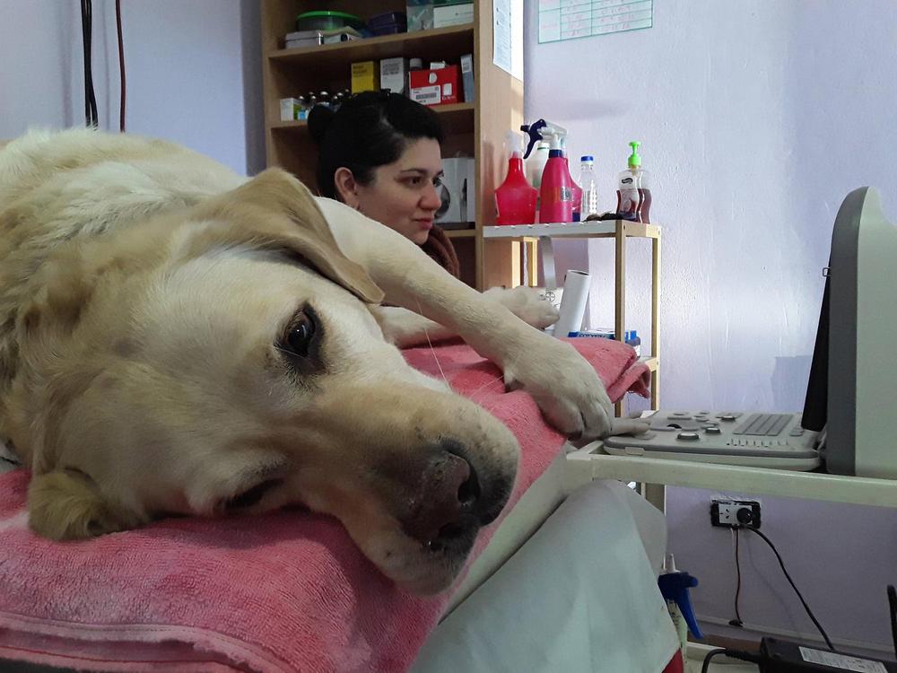 Perros ancianos: porque es importante la salud preventiva