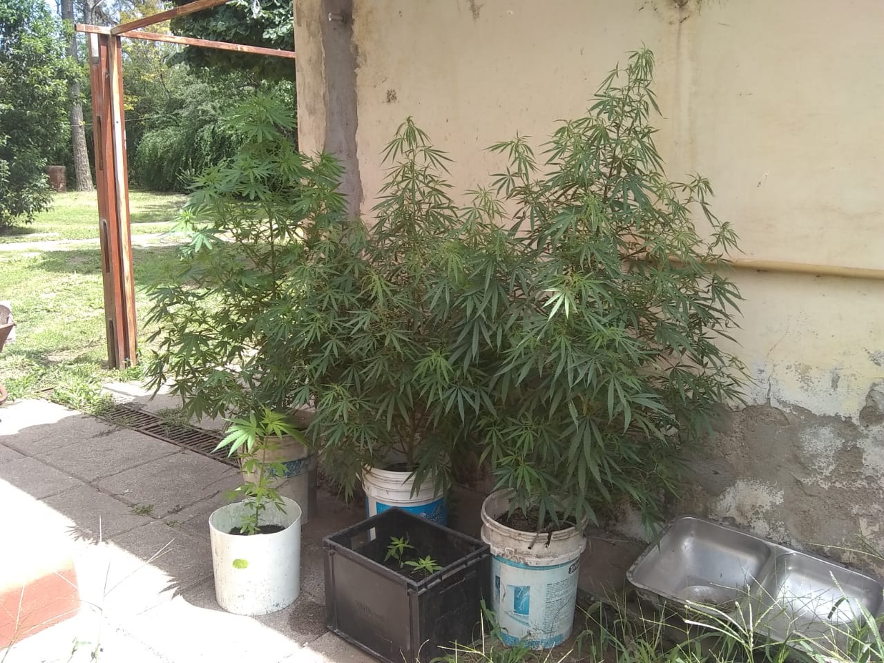 Cannabis Sativa VDD