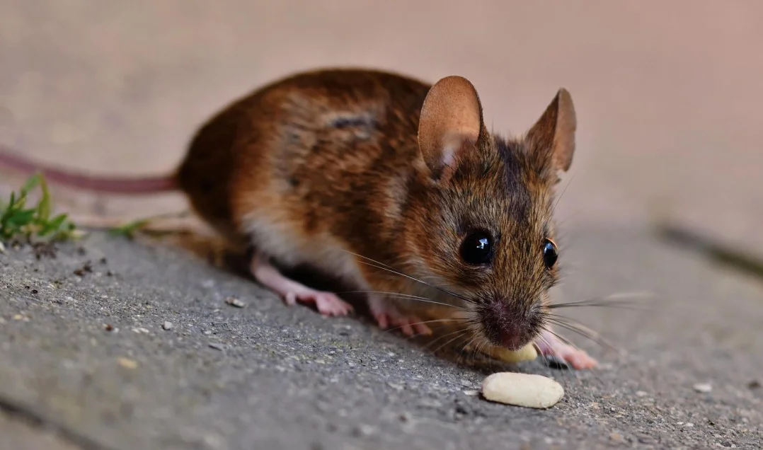 raton