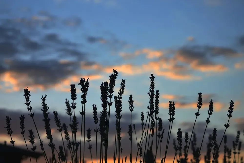 festival de la cosecha de la lavanda en islavanda 2025
