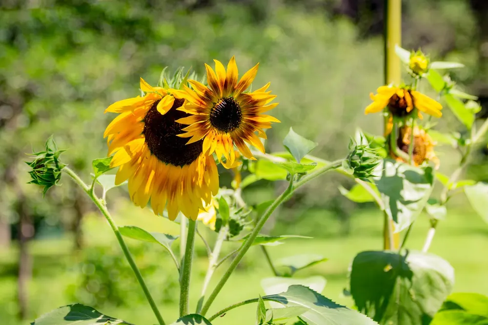 Jardin de monsalvo1 horizontales (2)