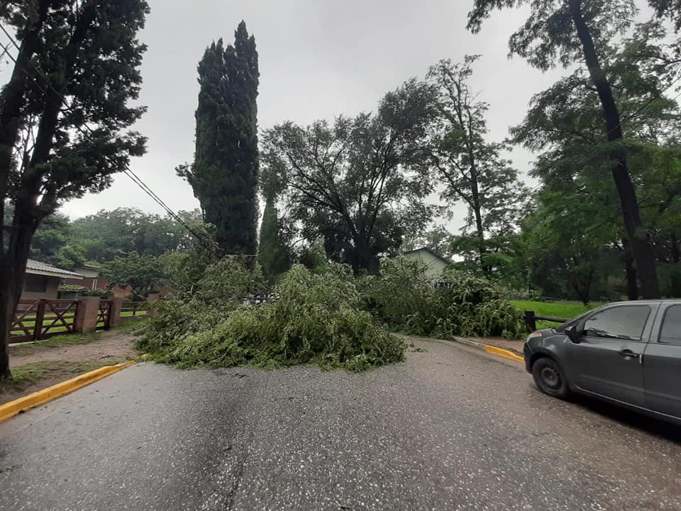 ARBOL VGB CAIDO 03