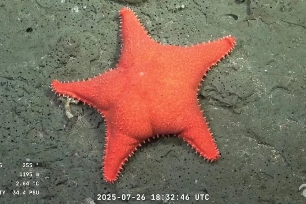 estrella conicet