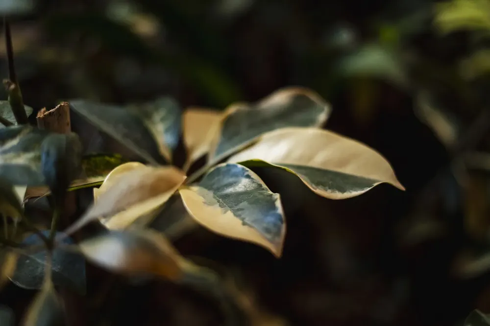 Estudio Zarzamora en Casa FOA 2025 (11)