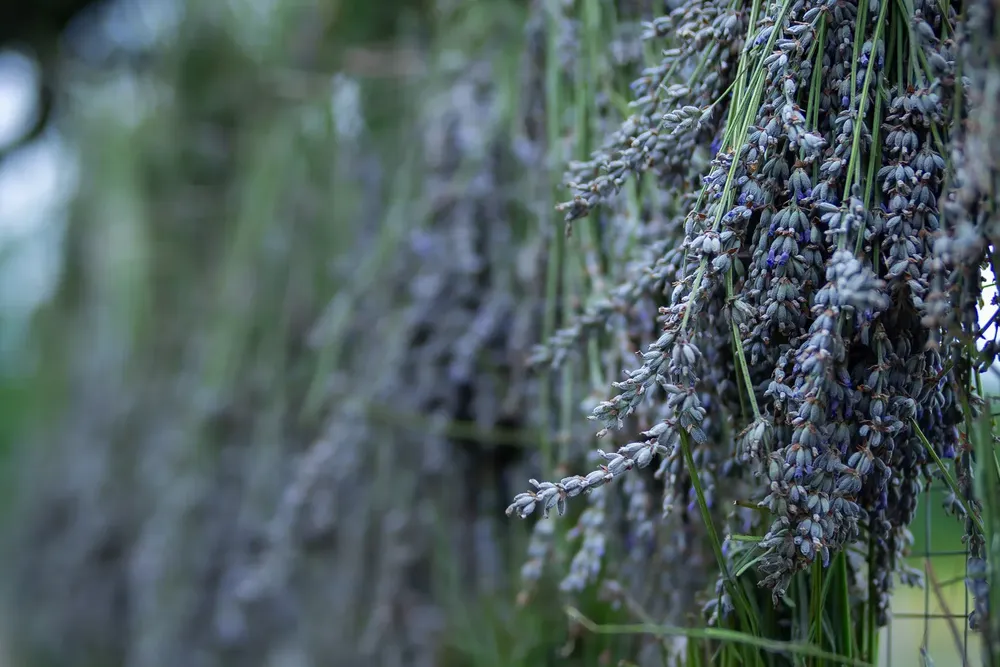 festival de la lavanda (3)