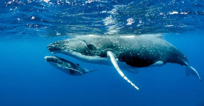 Humpback-whale-1024x535