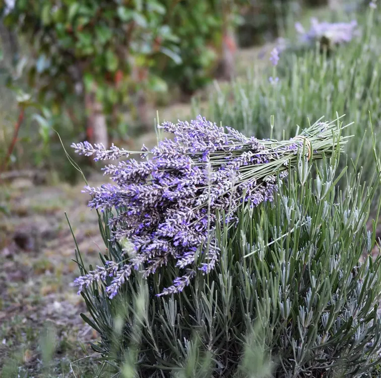 festival de la cosecha de la lavanda en islavanda 2025
