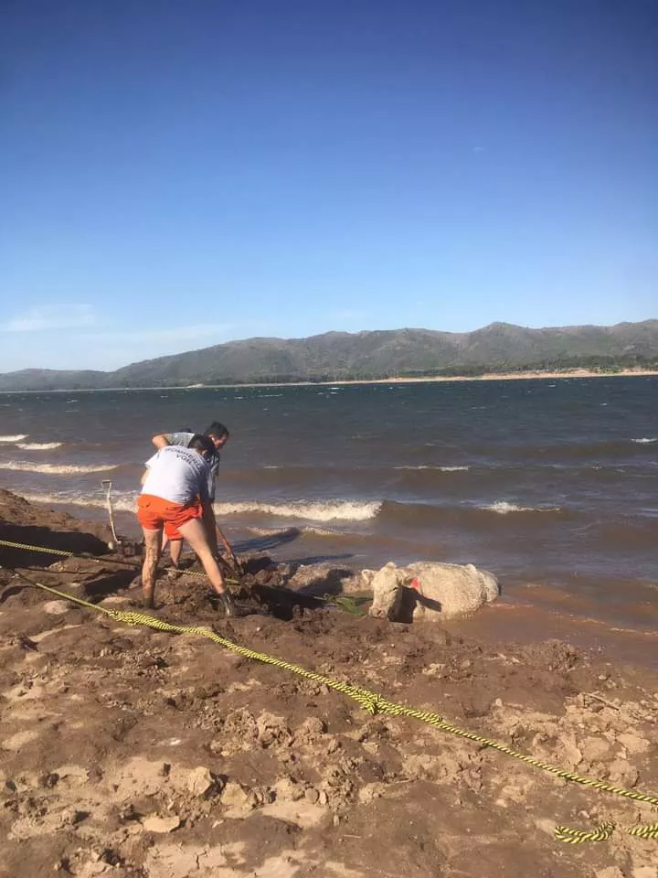 Los Molinos: bomberos rescataron a una vaca enterrada en una zona de barro en la costa del lago