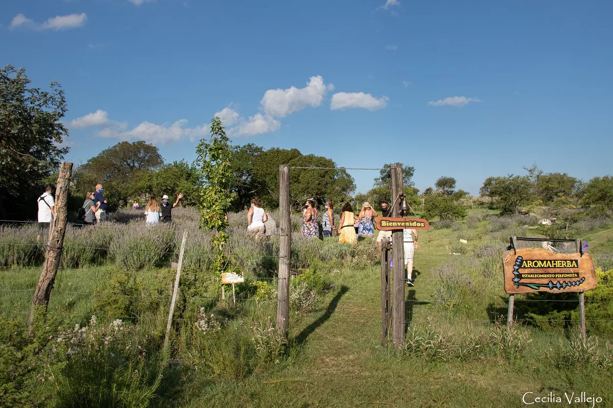 aromaherba (2)