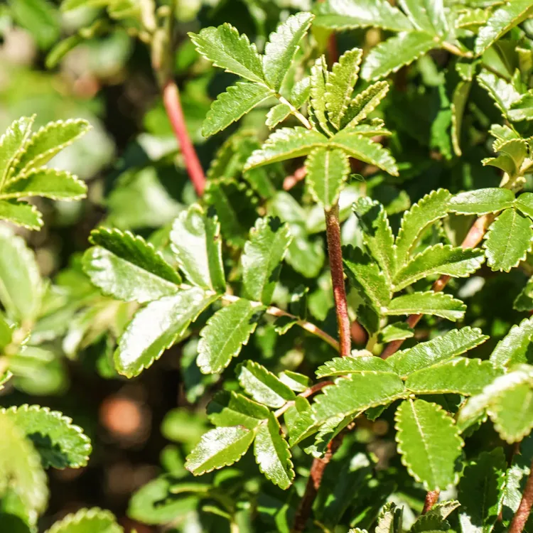 Sembradores de Agua 2025 - fotos Uky Ceballos (1)