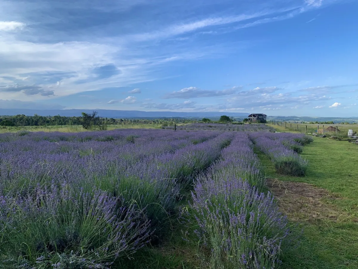 quinta esencia lavandas