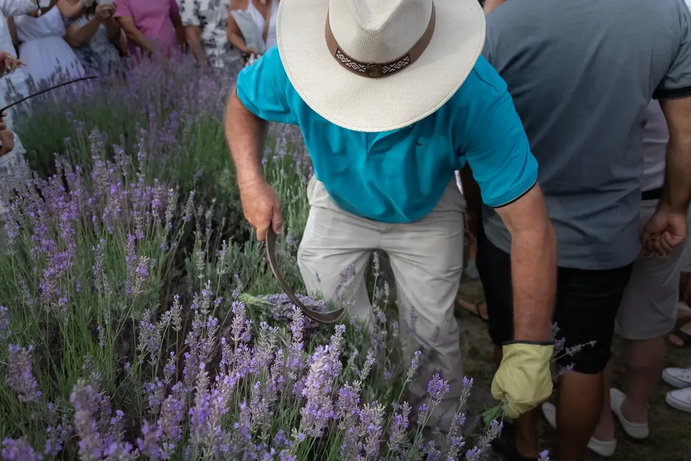 Foto: Prensa "Lavandas en la Villa Festival"