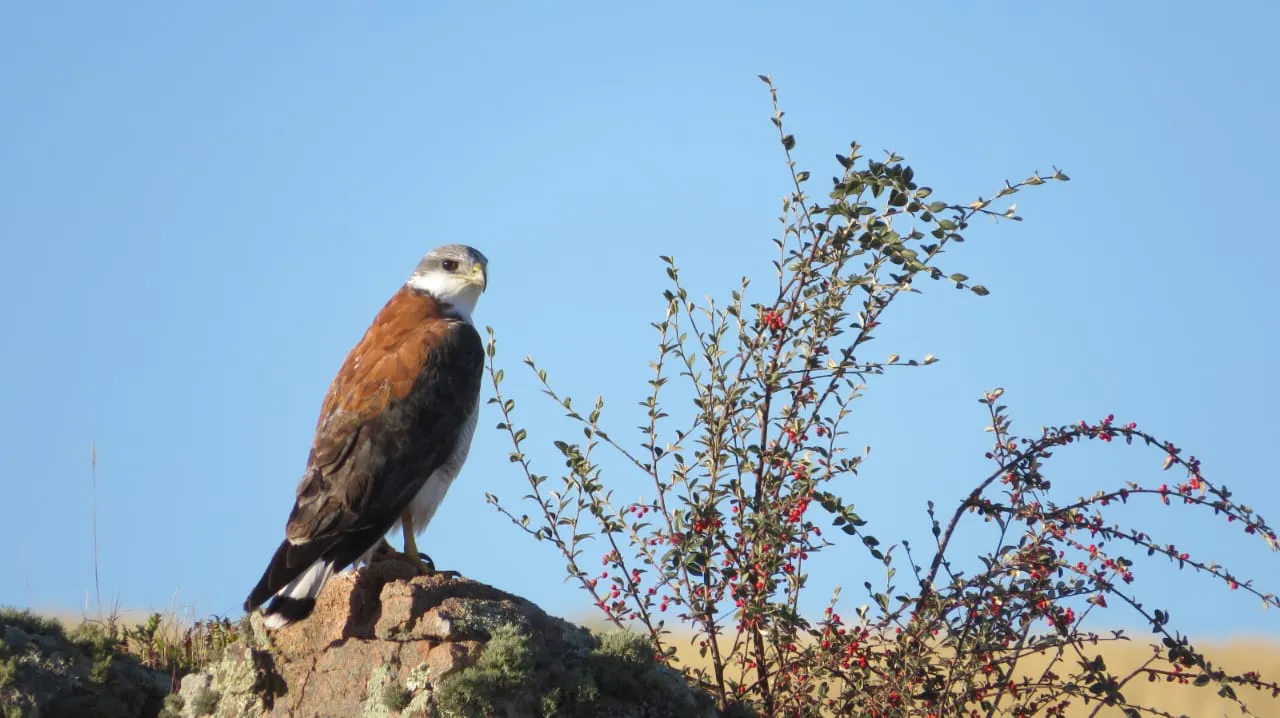 Embalse: se creó la Reserva Natural Educativa Cerro Pistarini, la segunda de este tipo en Argentina