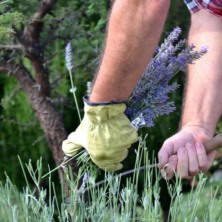festival de la cosecha de la lavanda en islavanda 2025