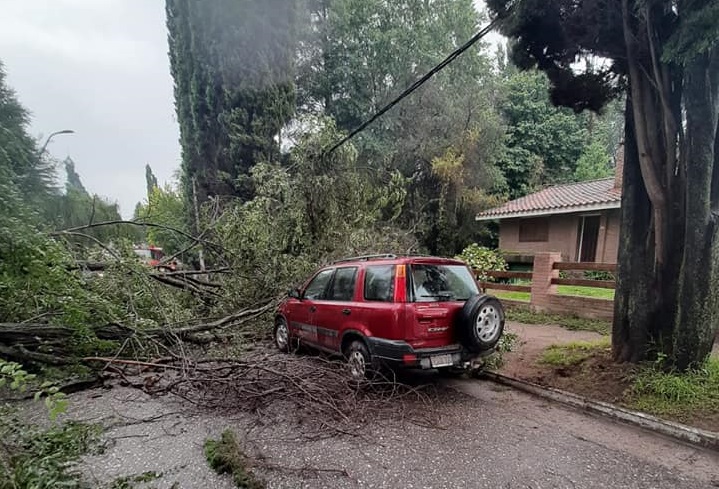 ARBOL VGB CAIDO 02
