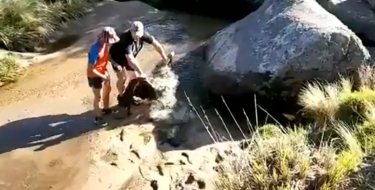 rescate condor champaqui 4.jpg