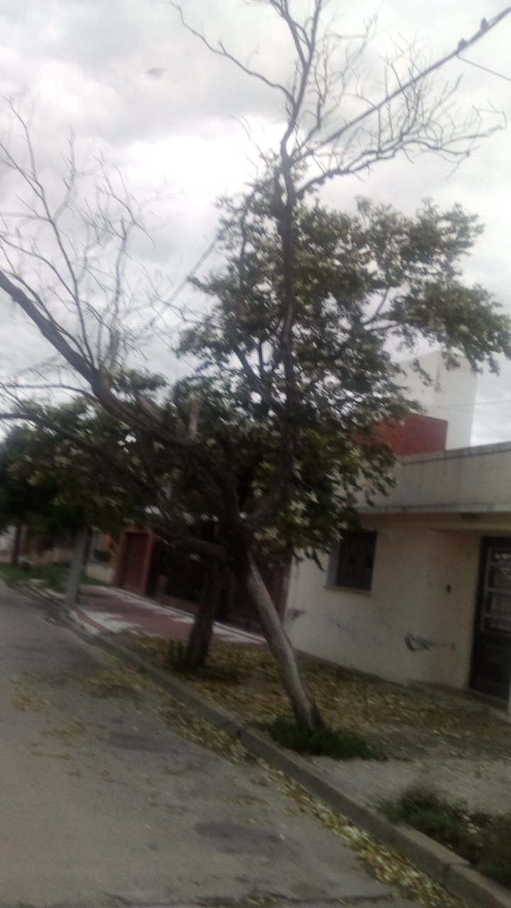 ARBOL 03 ALMAFUERTE