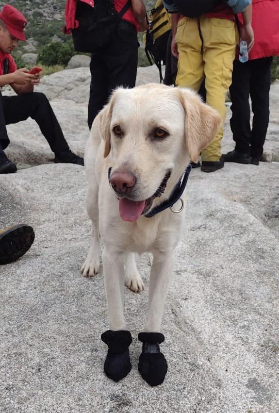 Perro de búsqueda en el Cerro Champaquí 04