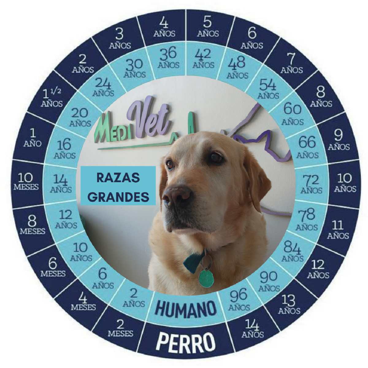 edad mascotas razas grandes