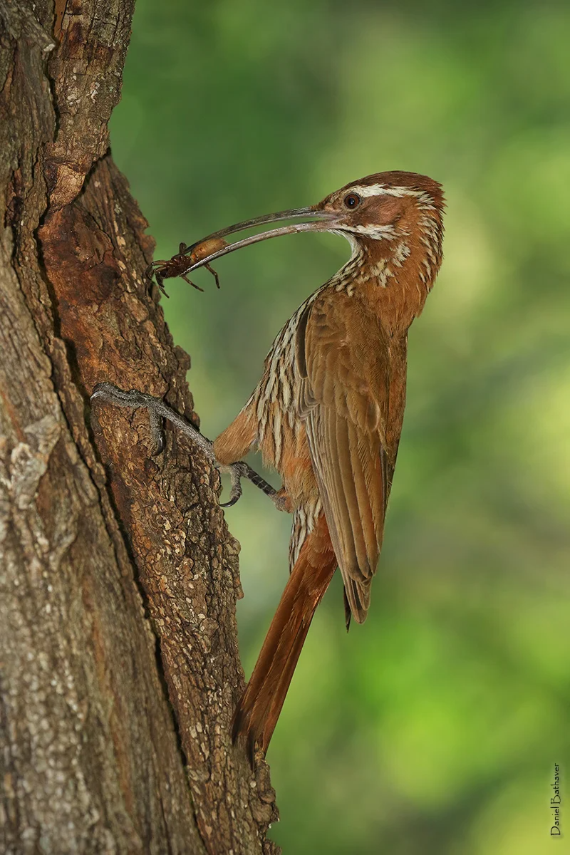 nido-chinchero grande Calamuchitaenlinea