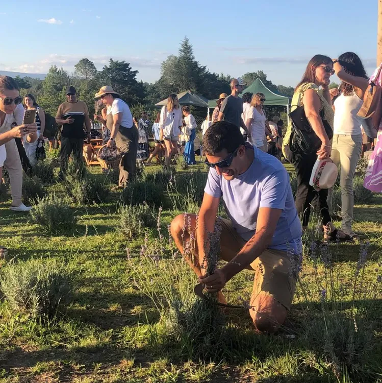 festival de la cosecha de la lavanda en islavanda 2025