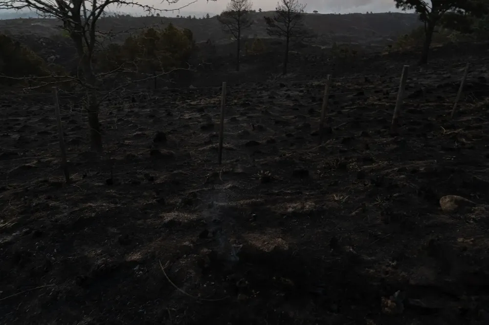 Sebastian Gil Miranda pic 12