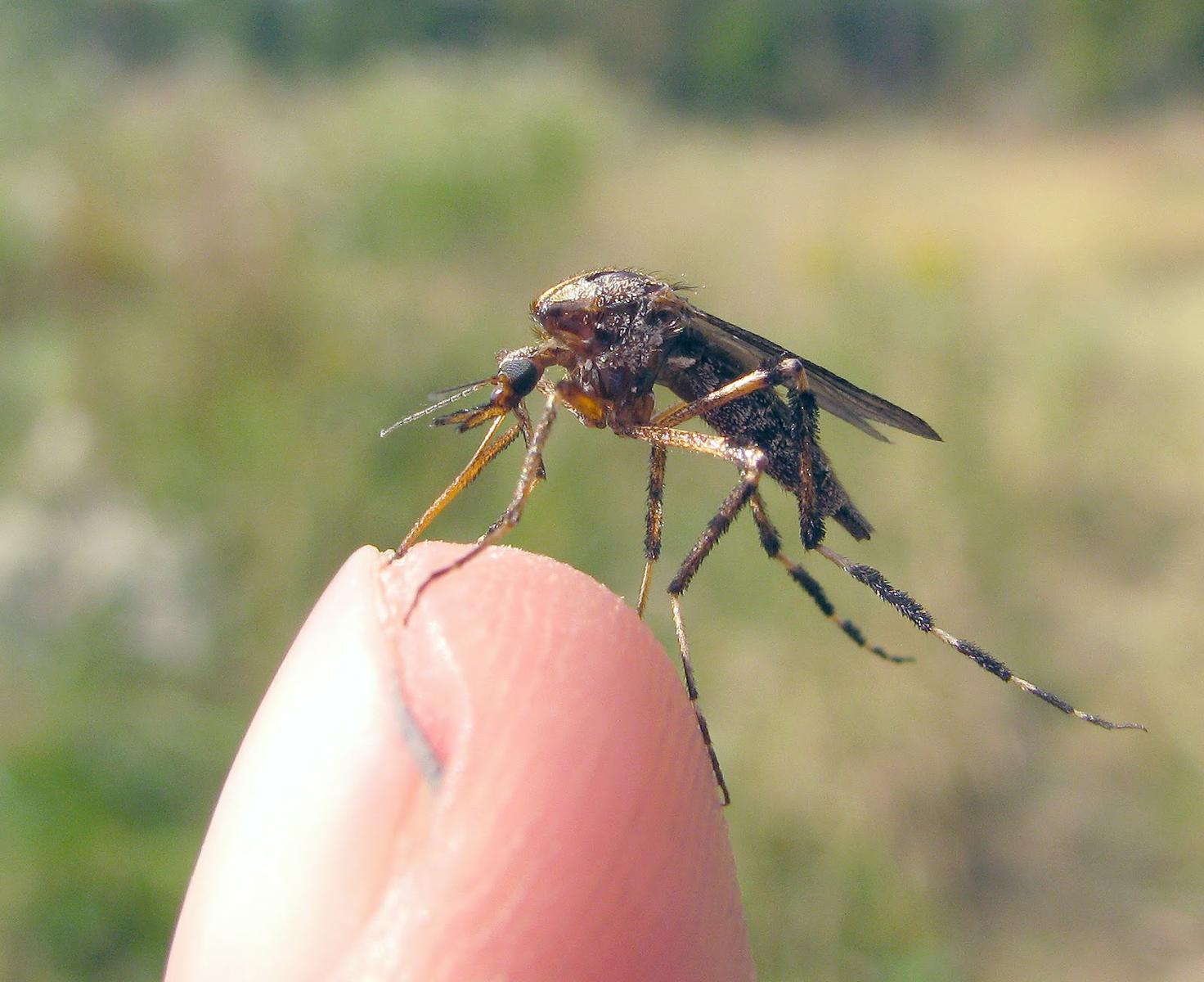 Los mosquitos gigantes llegaron a Buenos Aires