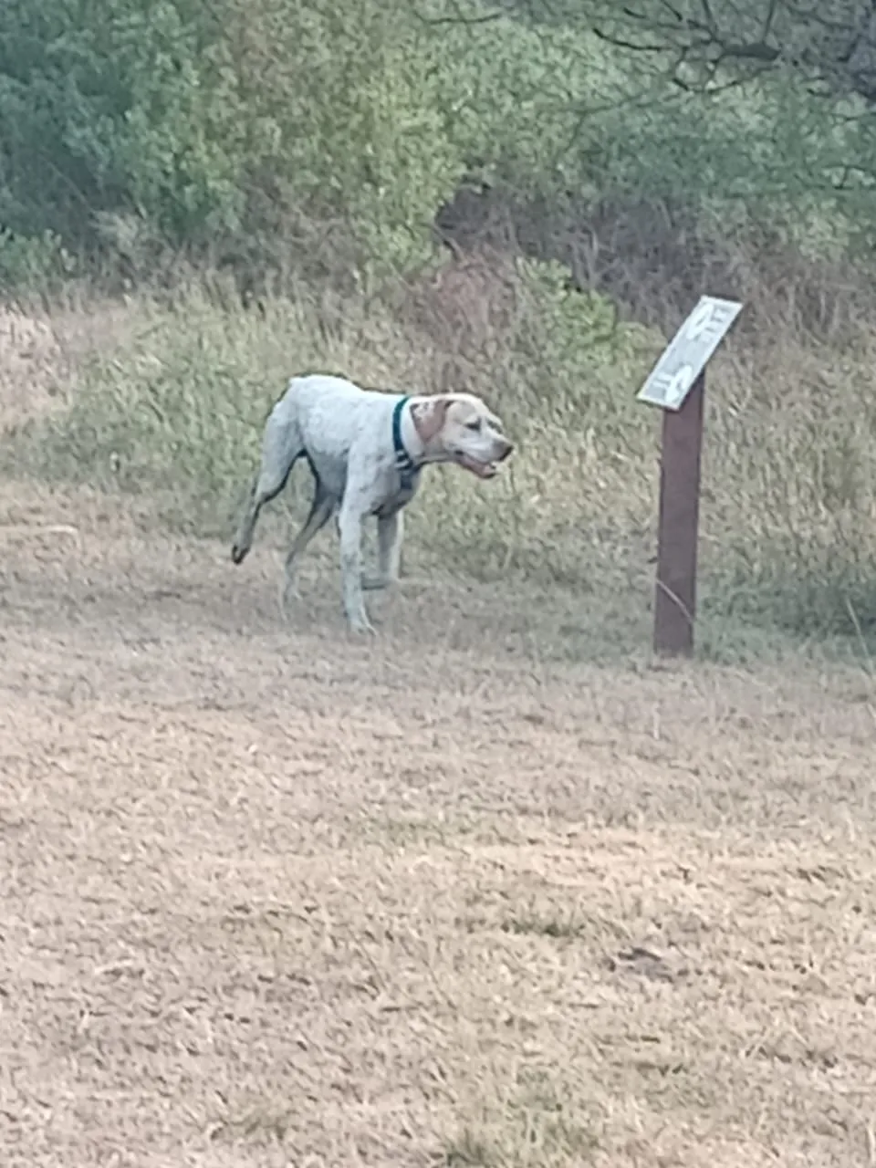 Villa Rumipal: denuncian que ingresan a la reserva "Aguada de los Pájaros" con perros de caza