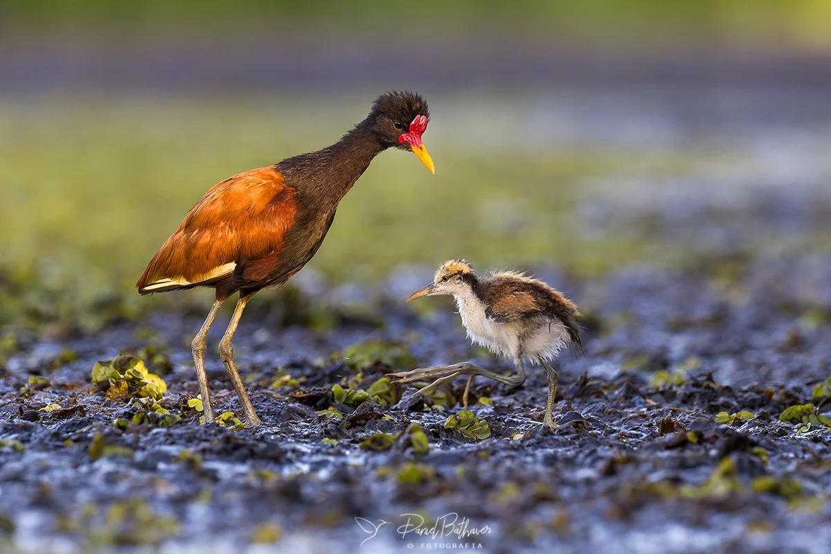 jacana y pichon Calamuchitaenlinea
