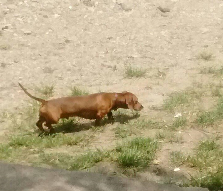 PERRO SALCHICHA INFO 02