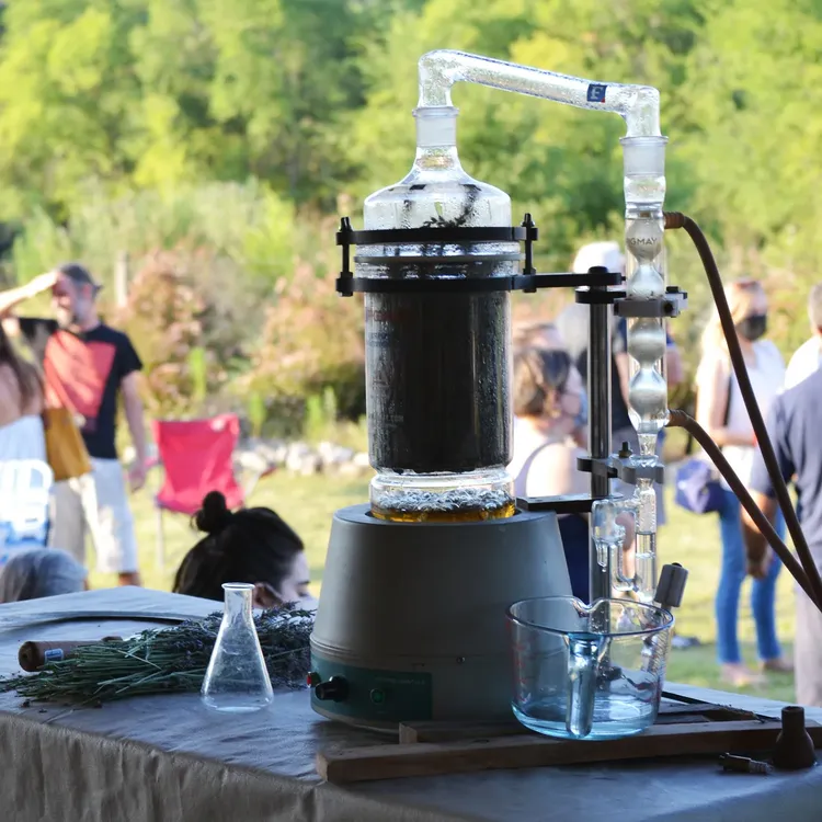 festival de la cosecha de la lavanda en islavanda 2025