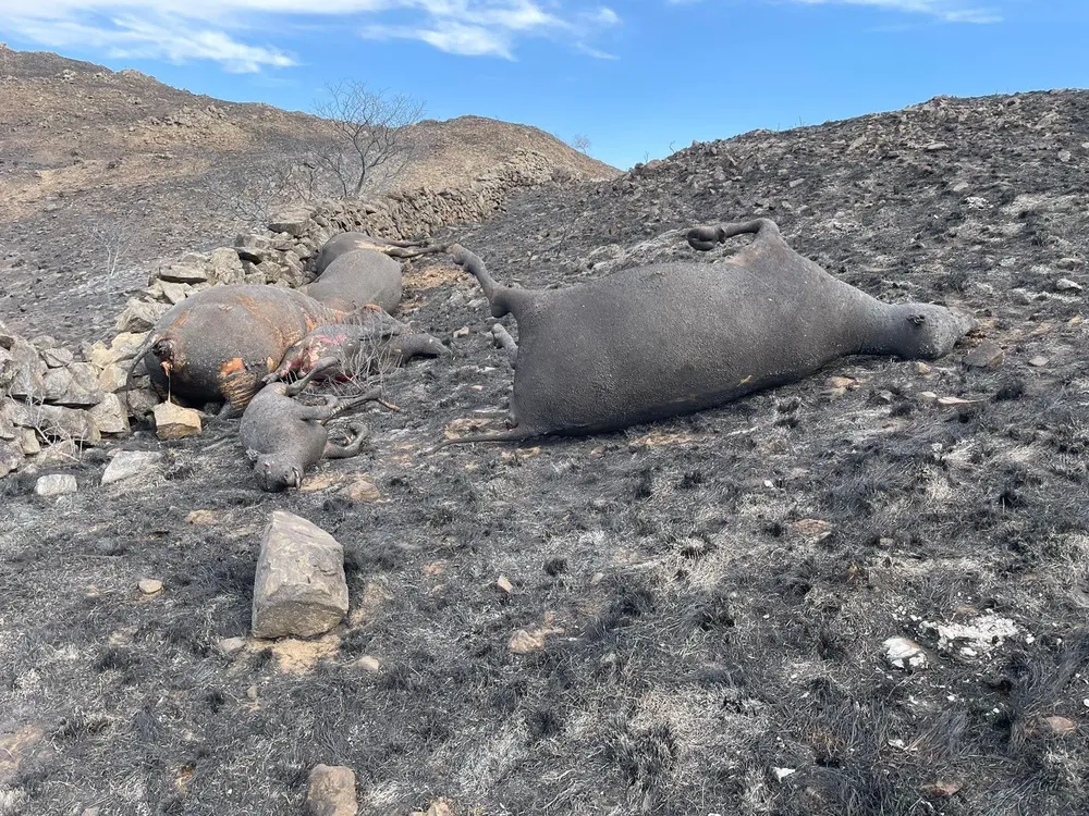 incendios en yacanto