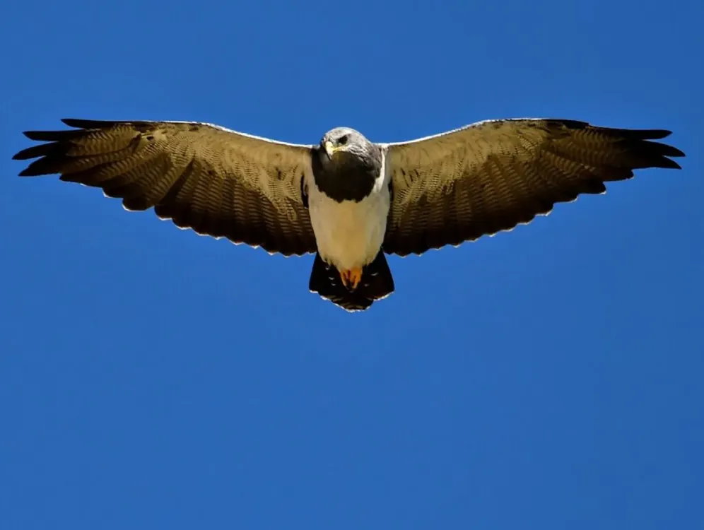 aguila coronada