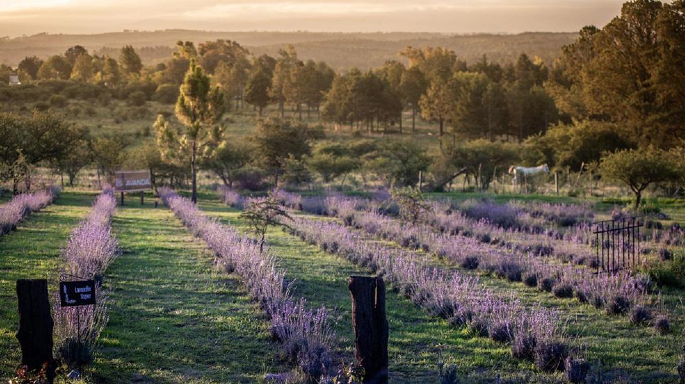 islavanda lavandas los reartes calamuchita