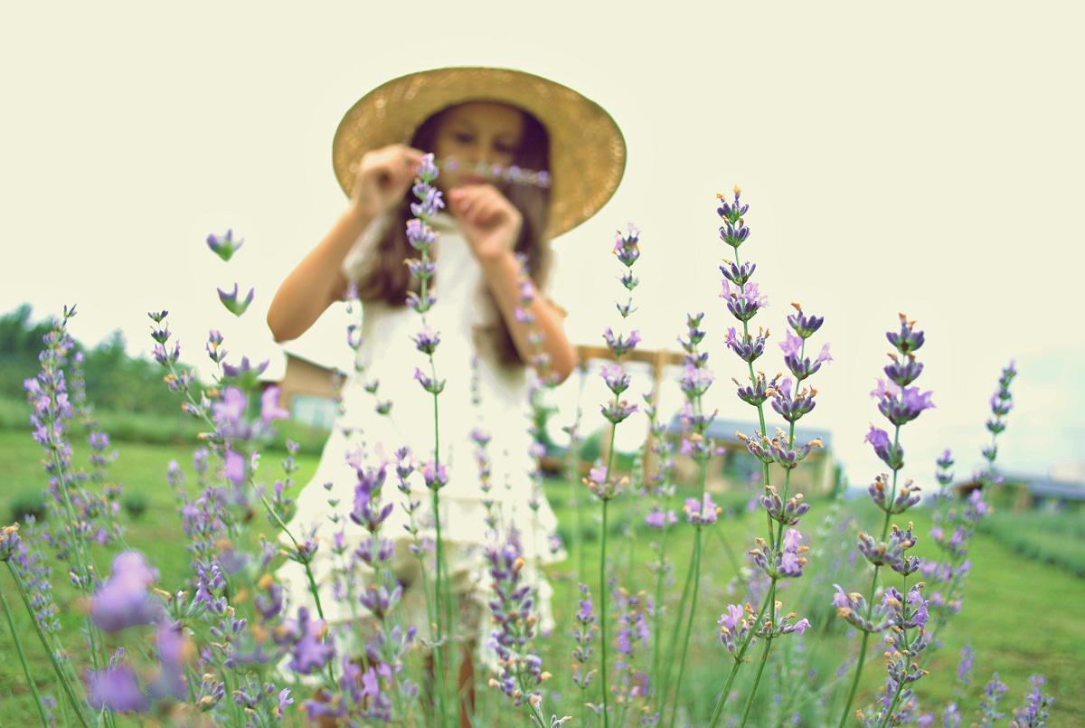 Islavanda los reartes campo de lavandas Calamuchita