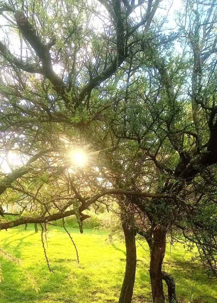 bosque5