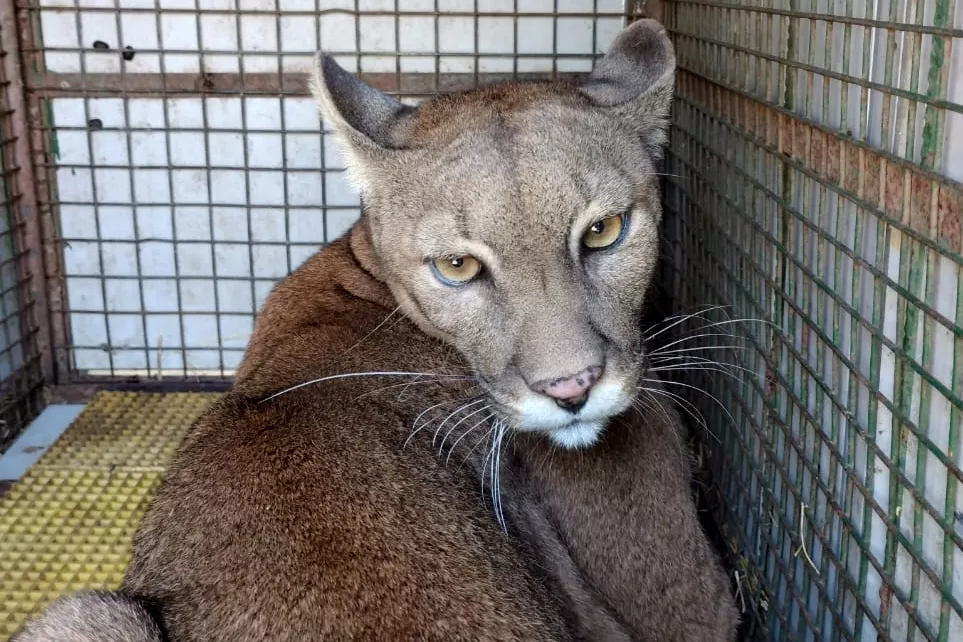 Puma rescatado