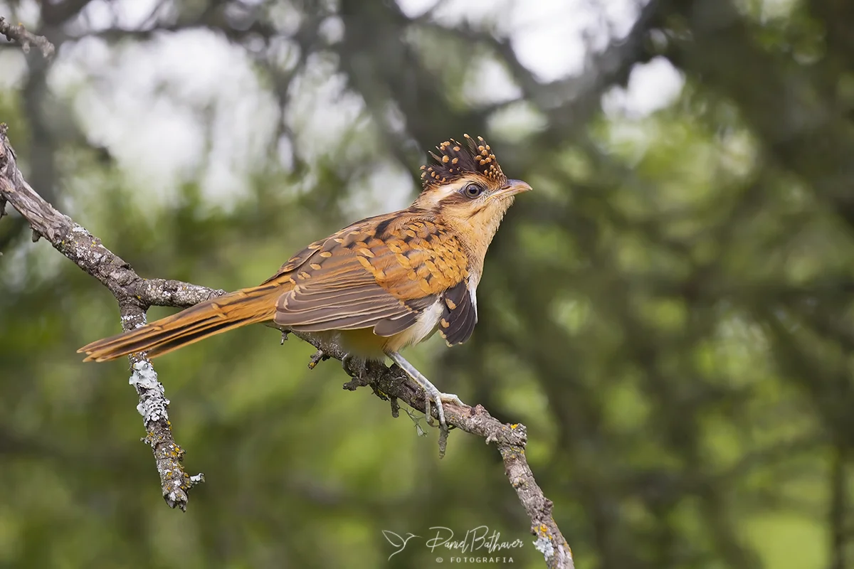 crespin Calamuchitaenlinea